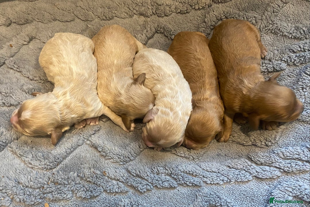 Cavapoo dogs for sale: Extensively Health tested F1 Toy Cavapoo puppies - Advert 5