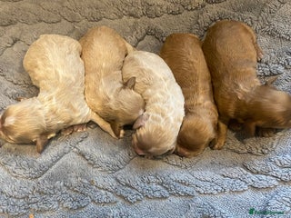 Cavapoo dogs - Advert 5