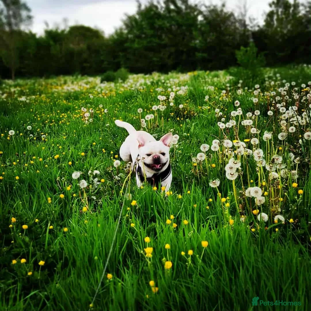 Frug dogs for sale: 4 Yr old male frug - Advert 2