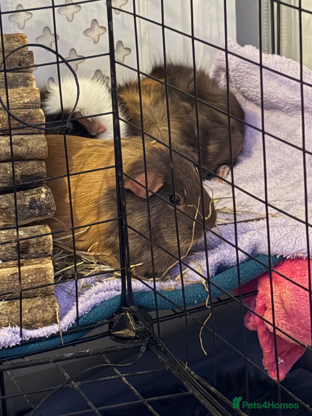 Guinea Pig rodents for sale: 2 female guinea pigs - 19 months - INDOOR ONLY - Advert 2