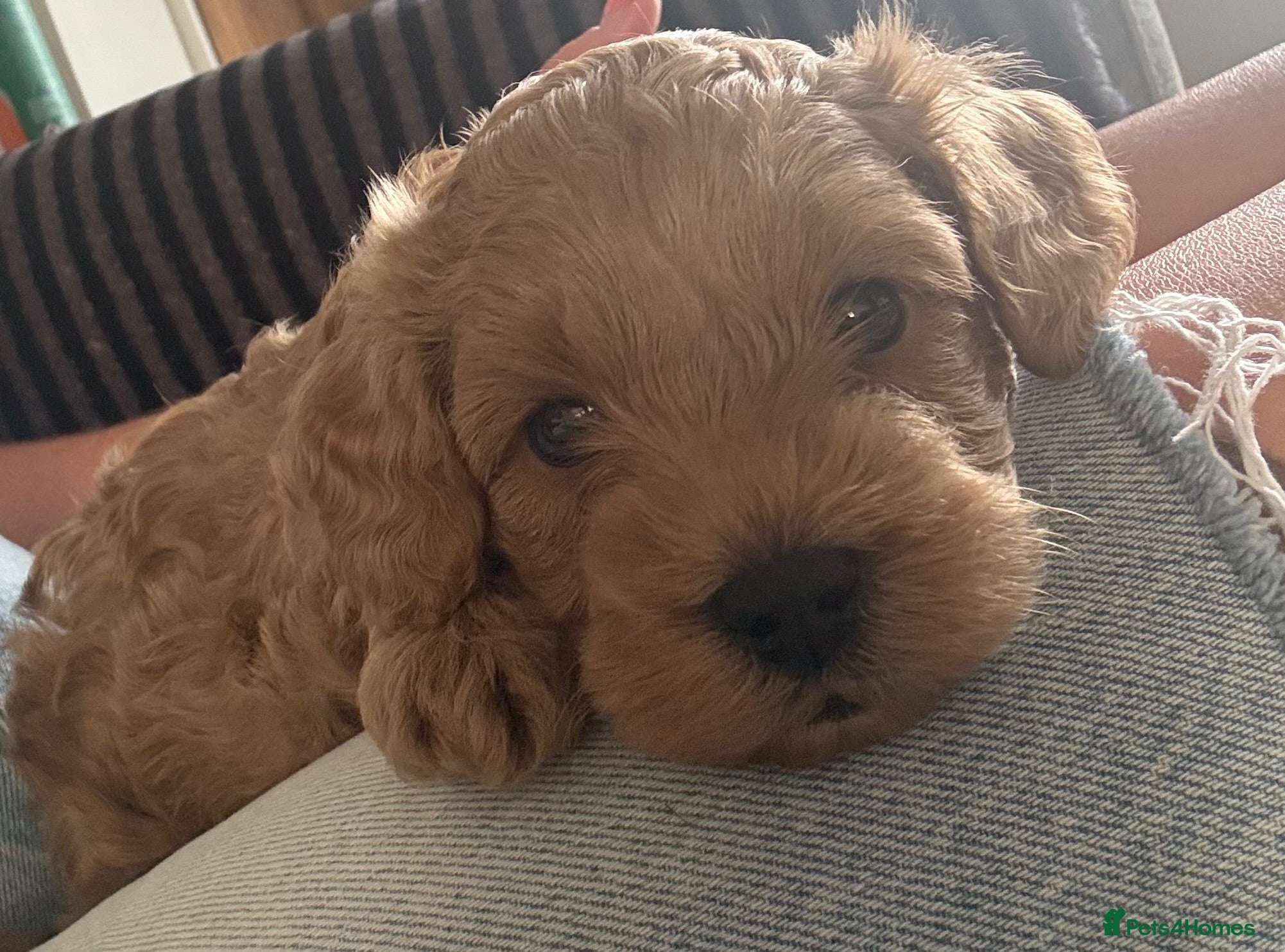 Cavapoo dogs 3 toy Cavapoos  - Advert 15
