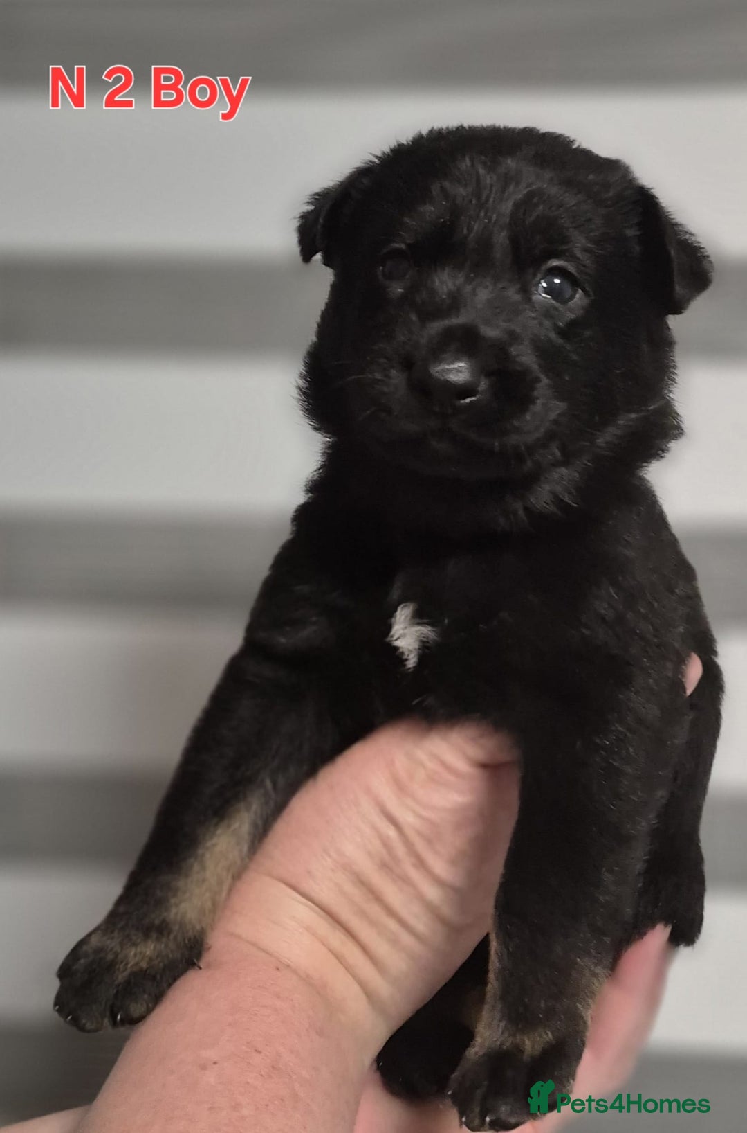 German Shepherd dogs for sale: German Shepherd puppies  - Advert 8