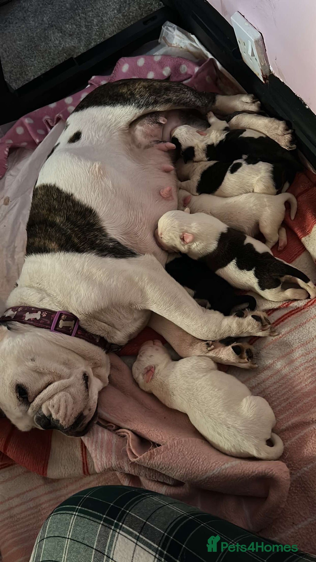 Mixed Breed dogs for sale: Male puppy 19 weeks (rocky) - Image 7