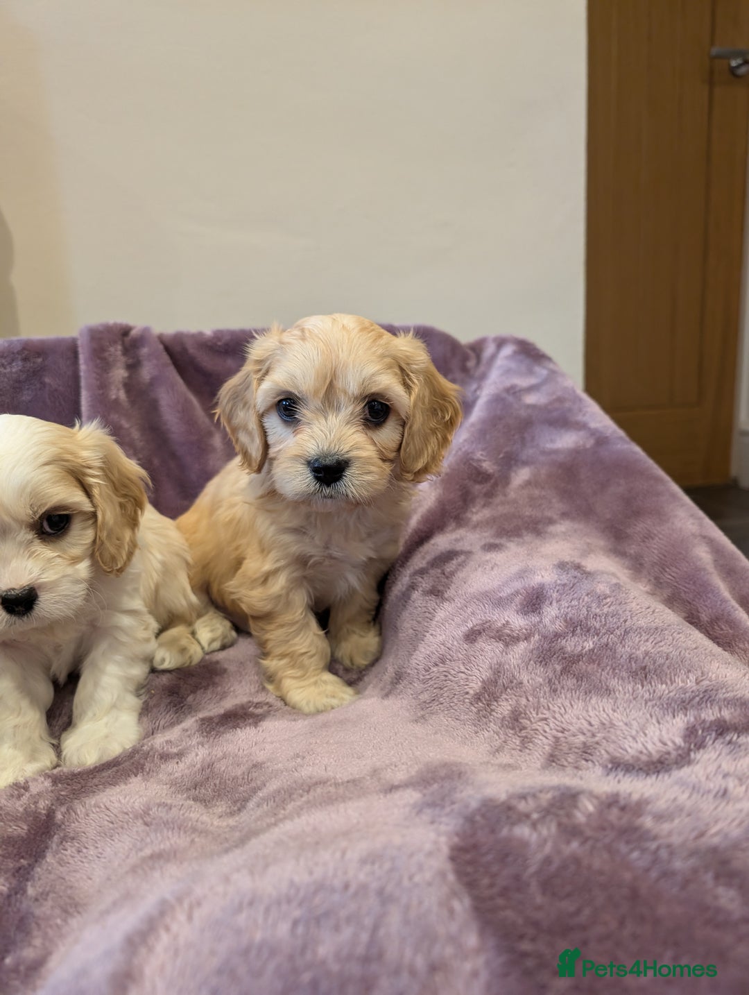 Cavachon dogs for sale: 8 Beautiful Cavachons💙💙💙🩷🩷🩷🩷🩷 - Image 16