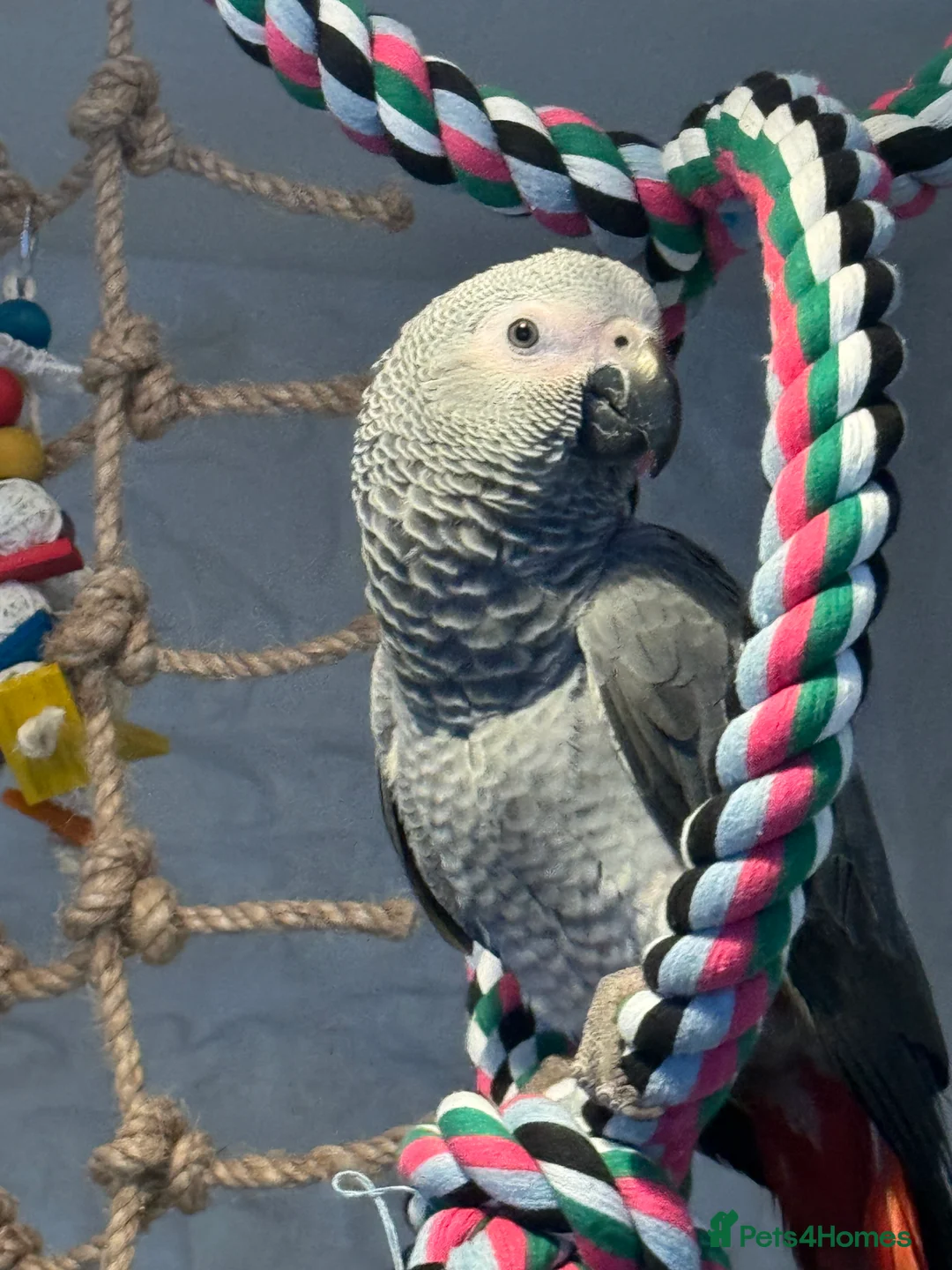 Parrots birds for sale: 7 Month old, male African Grey Parrot - Advert 4