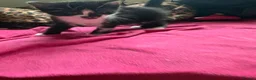Mixed Breed cats for sale: 3 lovely kittens  - Advert 8