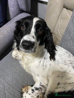 Sprocker dogs Sprocker spaniels for sale - Advert 5