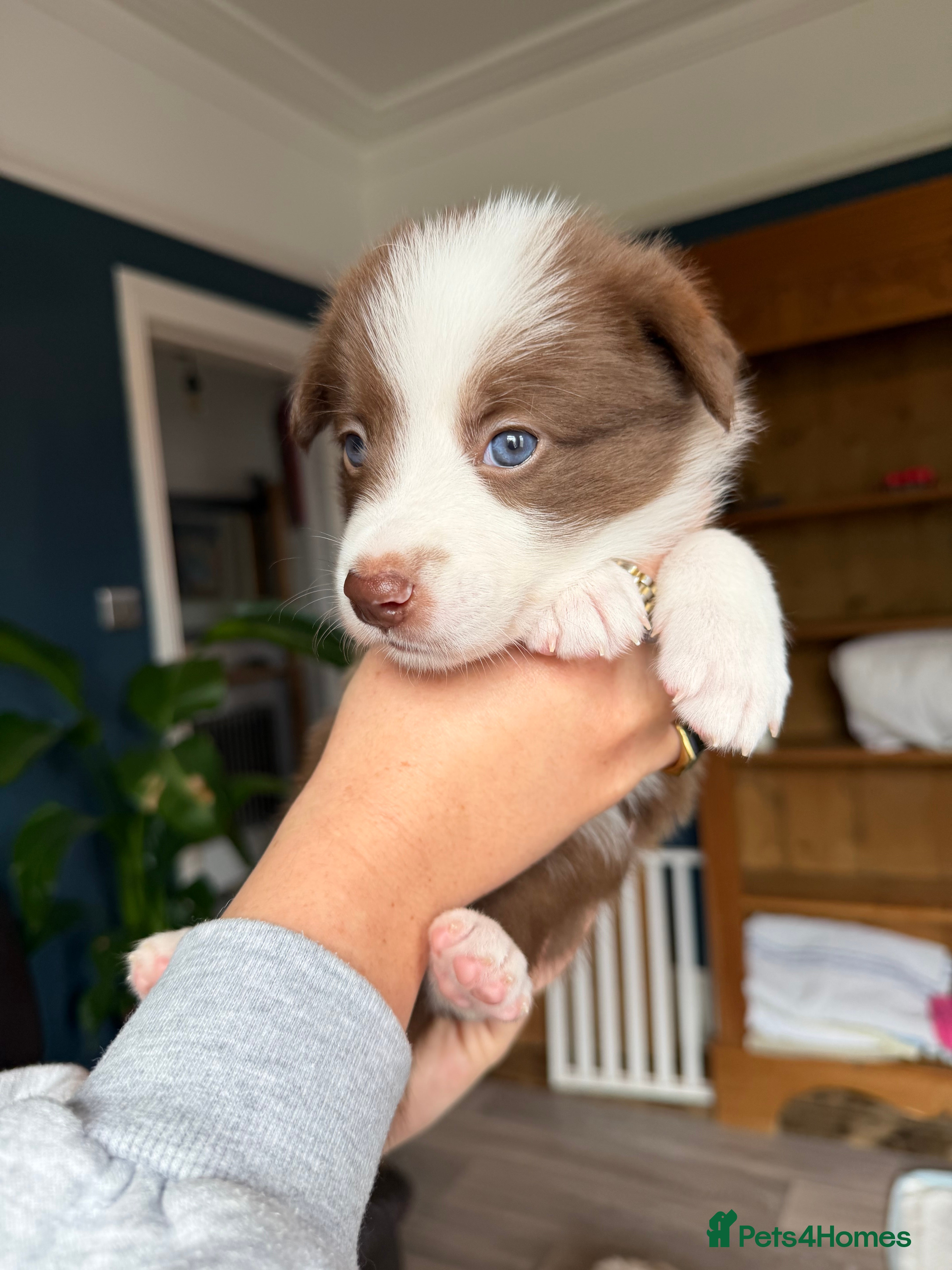 Border Collie dogs Red & white tri Merle border collie puppies puppy - Advert 2