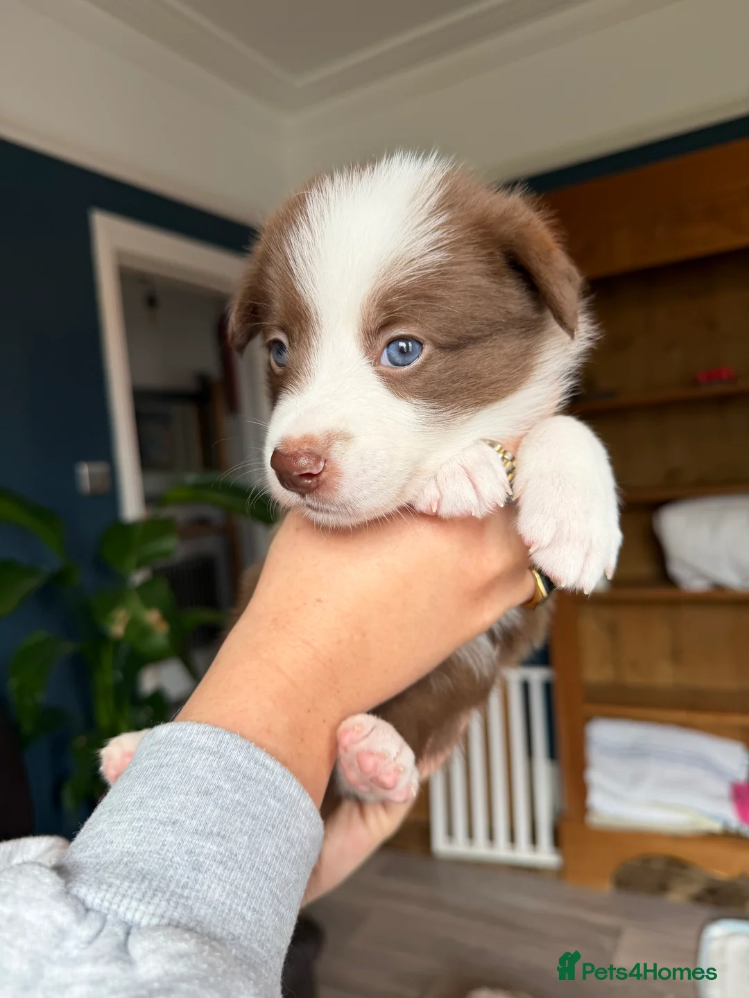 Border Collie dogs for sale: Red & white tri Merle border collie puppies puppy - Advert 2