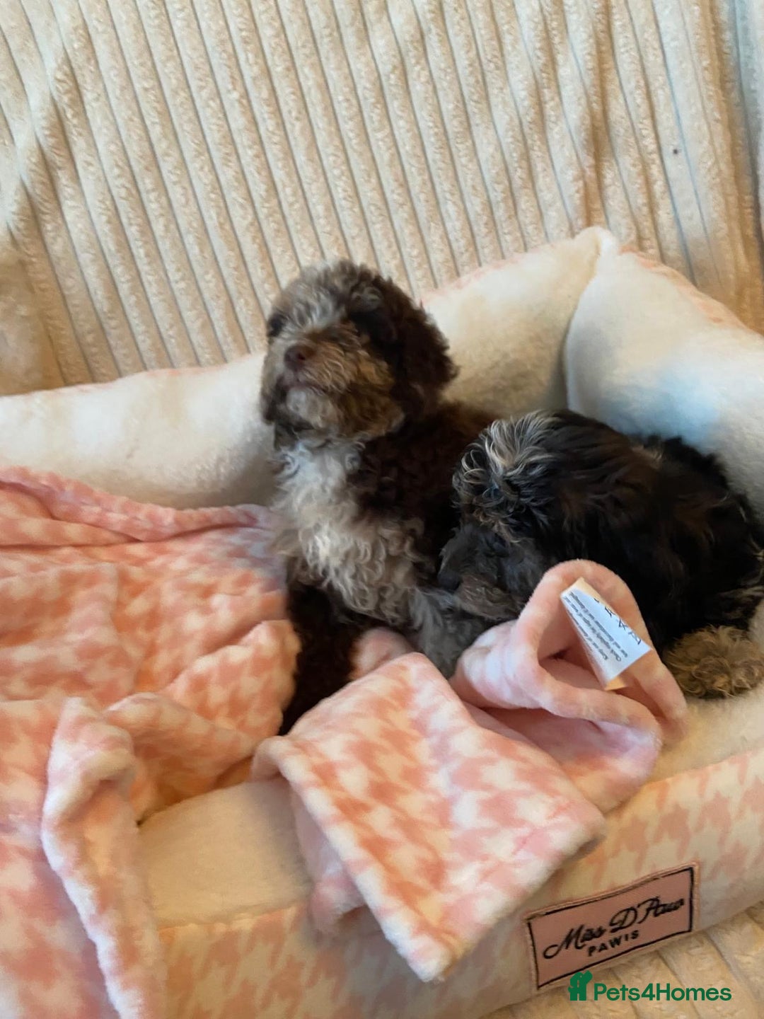 Miniature Poodle dogs for sale: ❤️🐶beautiful Merle miniature poodles girls🐶❤️ - Image 18
