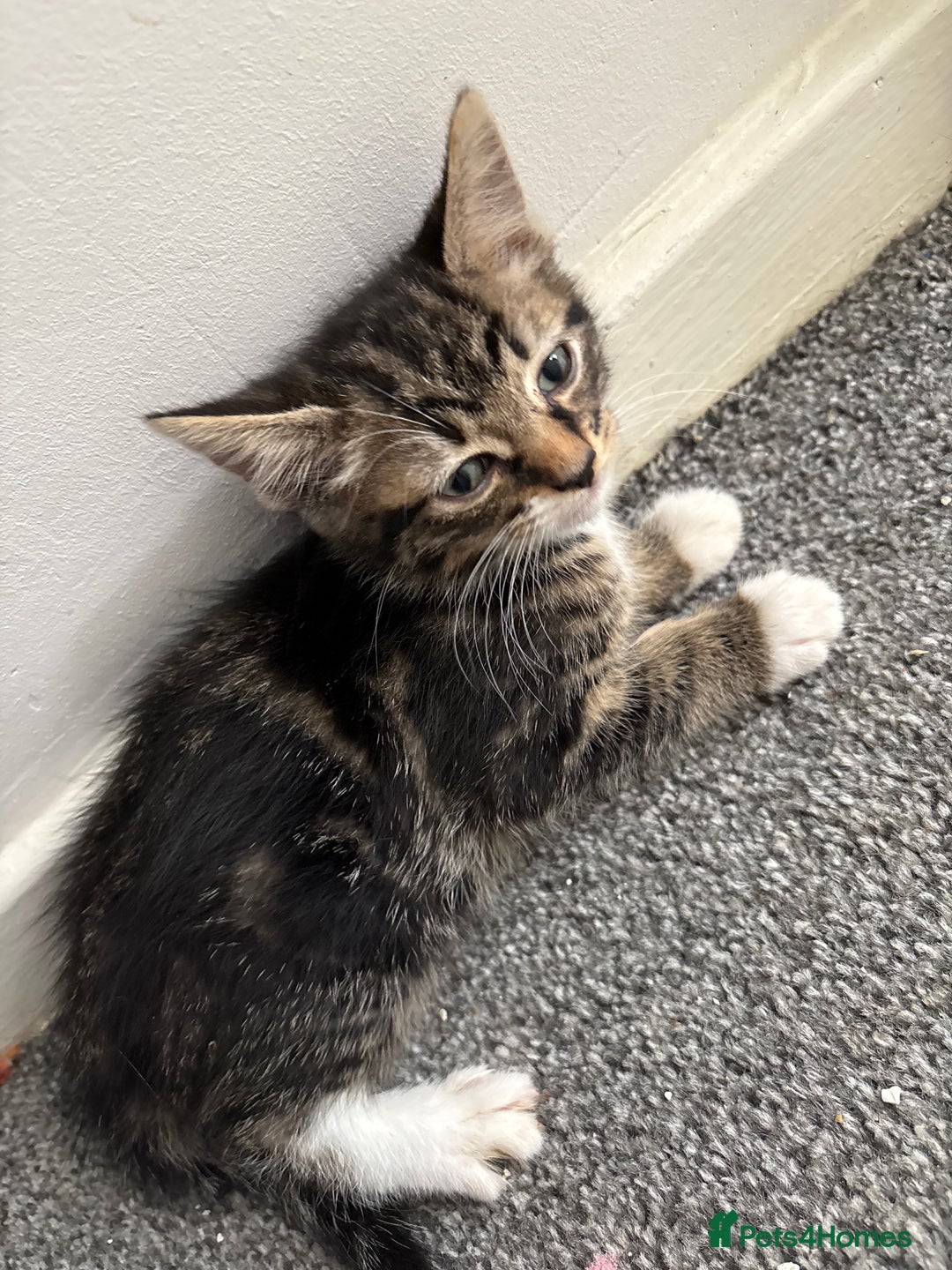 Domestic Shorthair cats for sale: Adorable Tabby Kitten Looking for a loving Home - Image 3