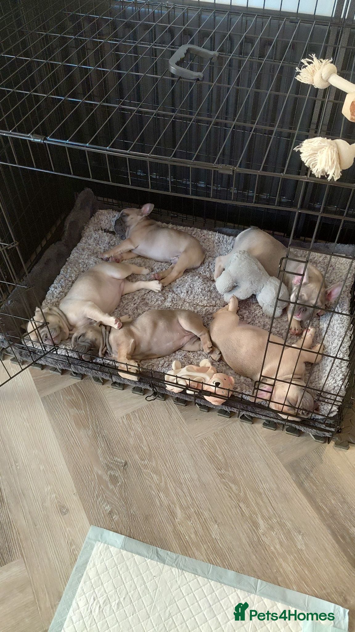French Bulldog dogs ❤️ready now 2 Beautiful boys 5 kc pedigree puppies - Advert 2