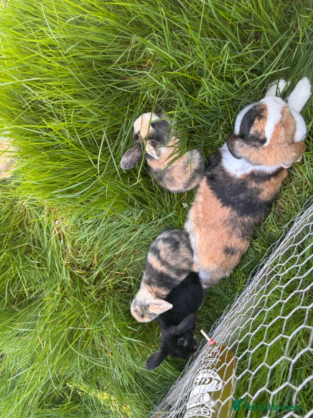 Mini Lop rabbits for sale: 7 baby mini lops ready for reserves  - Advert 2