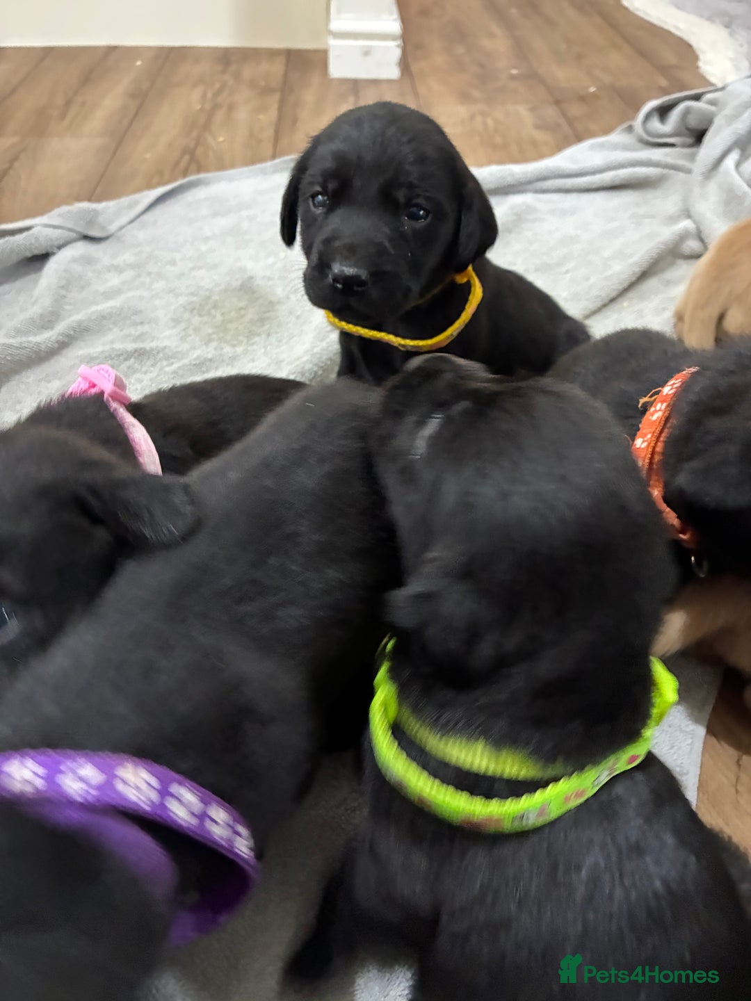 Labrador Retriever dogs for sale: 8 Labrador pups last black female available  - Image 6