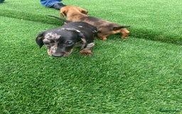 Miniature Dachshund dogs for sale: 4 adorable miniature dachshund puppies  - Image 16