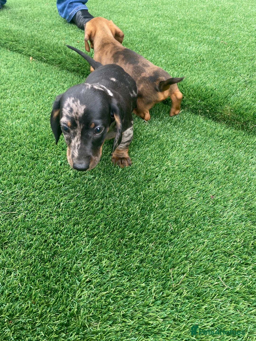Miniature Dachshund dogs for sale: 4 adorable miniature dachshund puppies  - Image 16