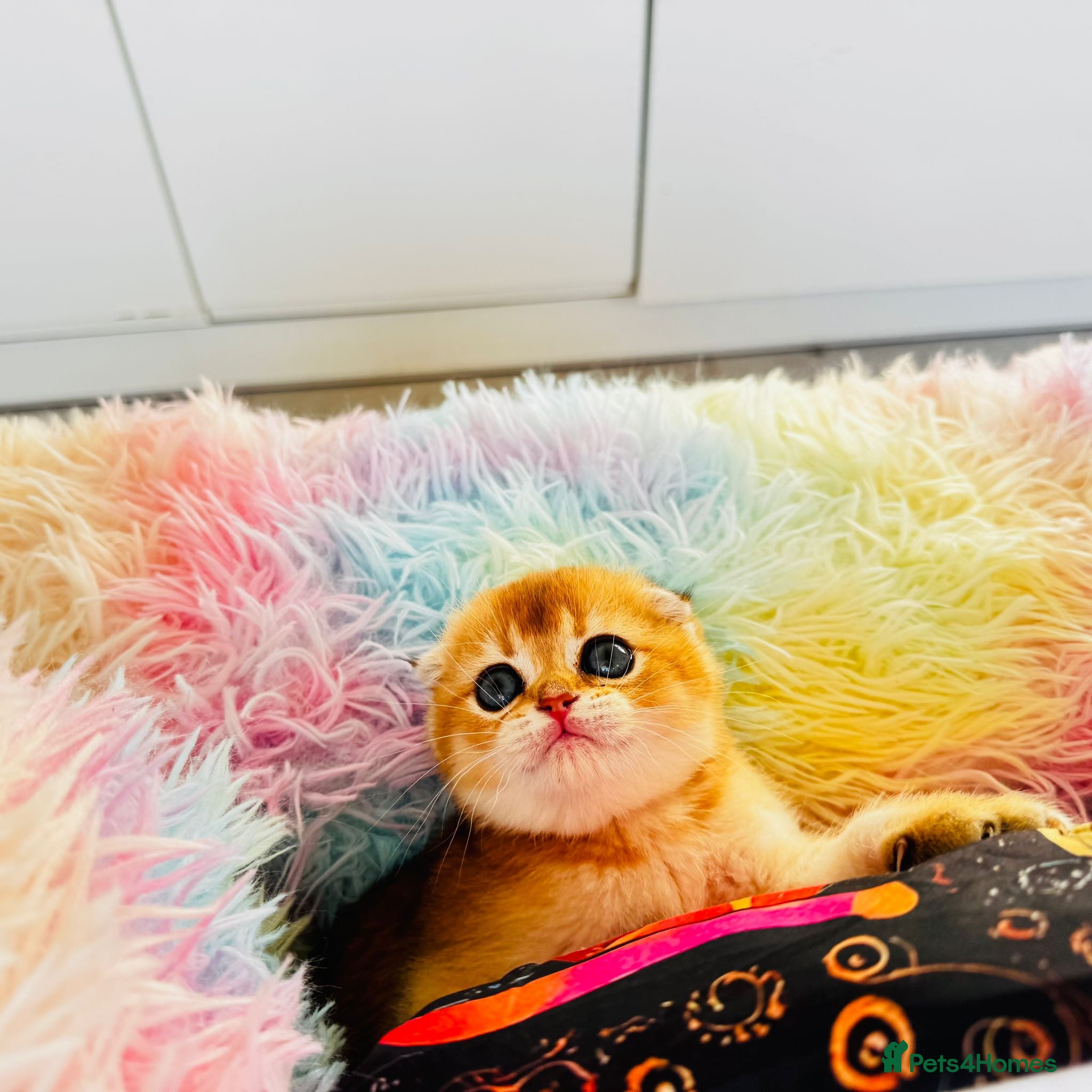 Scottish Fold cats Cute 🥰 Scottish fold TICA register  - Advert 2