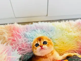 Scottish Fold cats Cute 🥰 Scottish fold TICA register - Advert 2