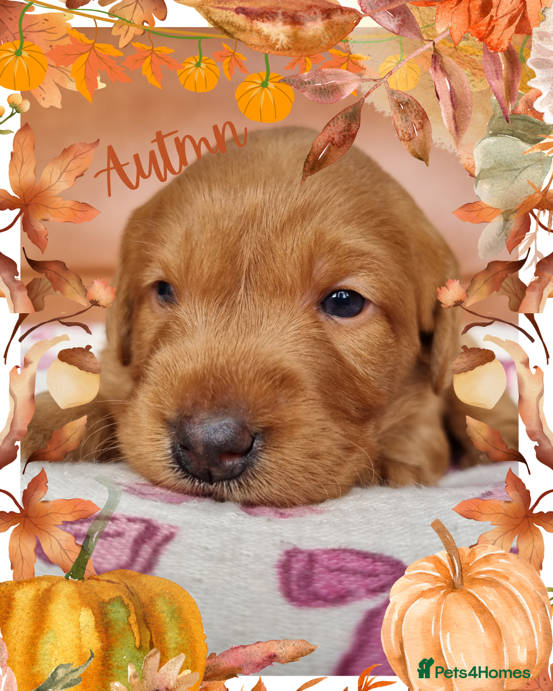 Australian Labradoodle dogs for sale: Stunning red F1b Australian Labradoodle puppies  - Image 12
