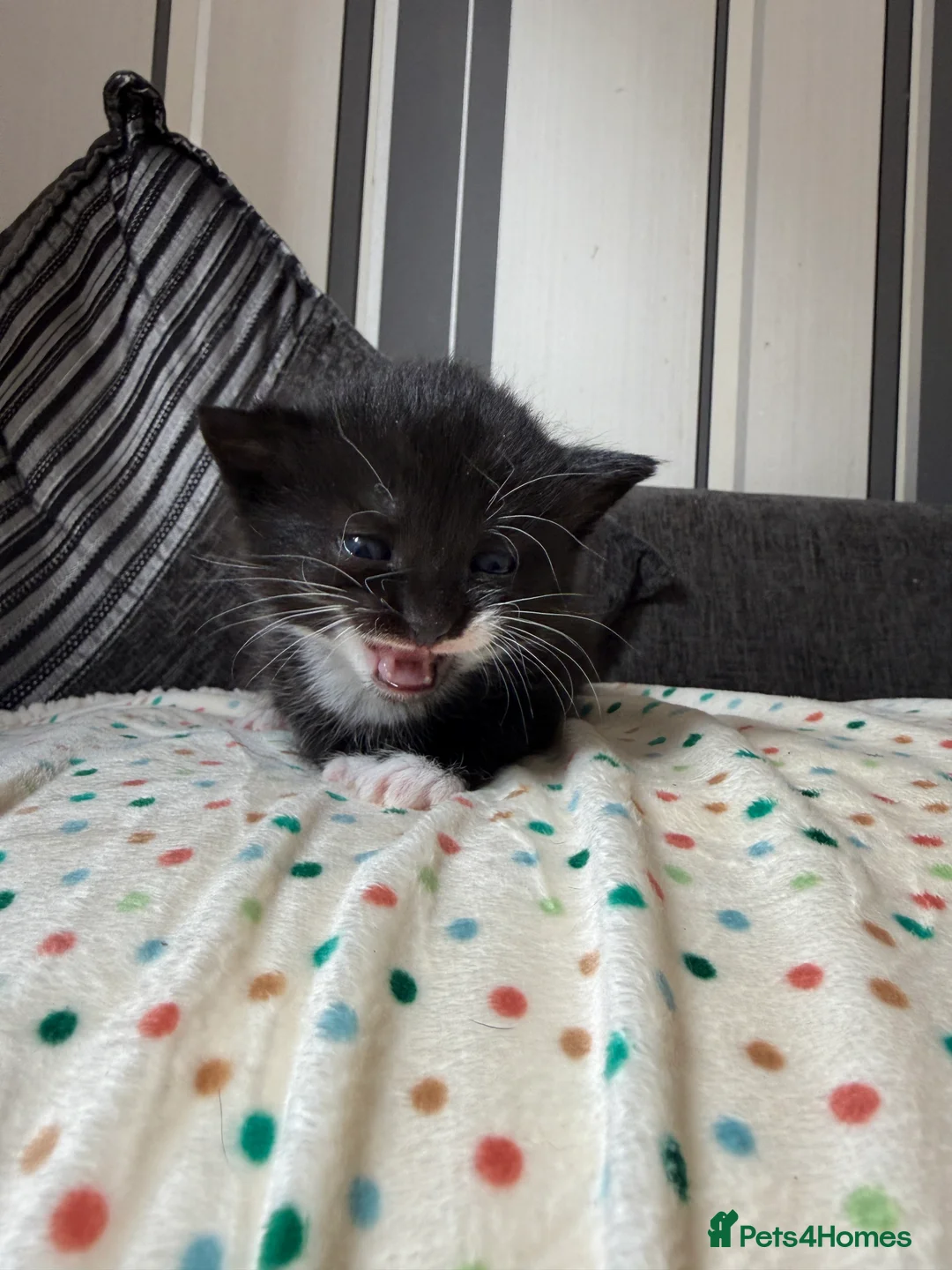 British Shorthair cats for sale: ADORABLE KITTENS FOR SALE - READY SOON! - Advert 4