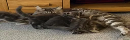 Maine Coon cats for sale: Maine Coon x BSH kittens  - Advert 3