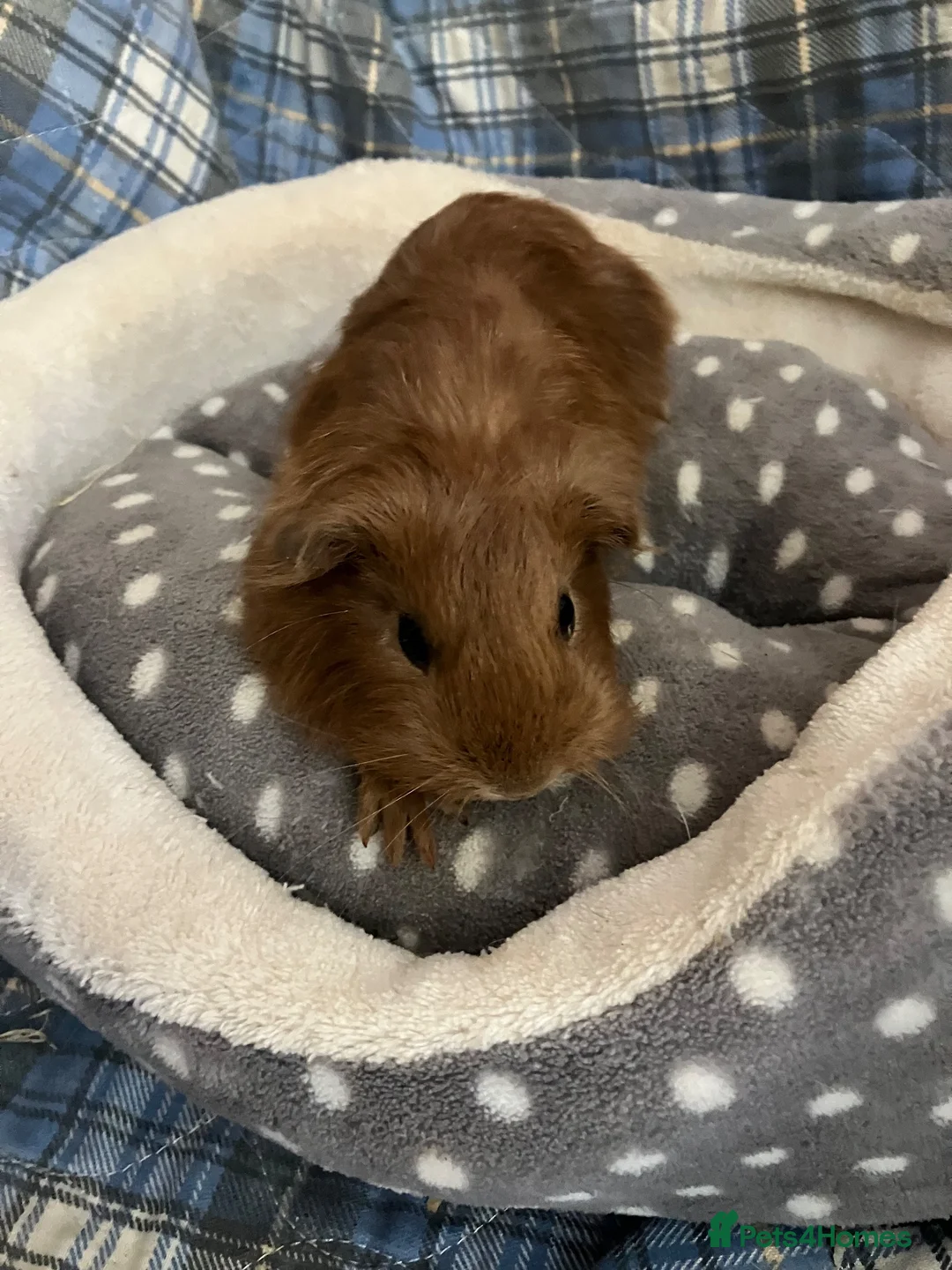Guinea Pig rodents for sale: Lots of lovely baby boy - Advert 2