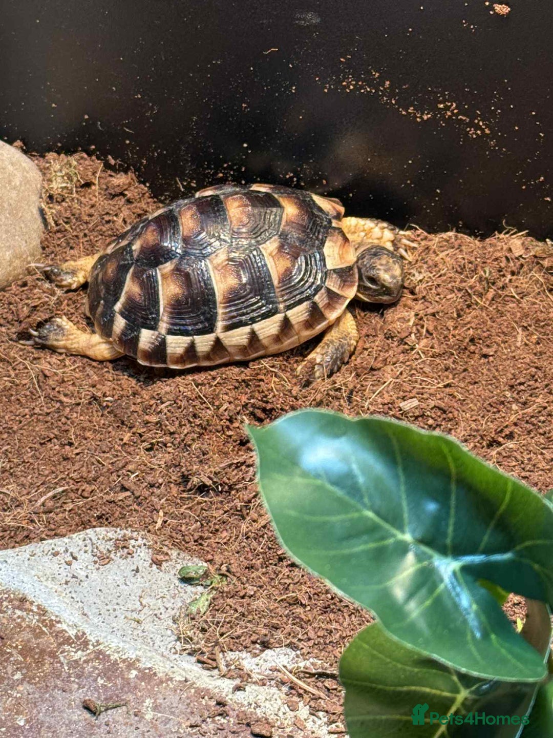 Tortoise reptiles for sale: Kiki the marginated tortoise - Image 3