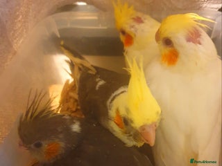 Cockatiels birds 3 resvd* 4hand reared baby cockatiels in Plymouth - Advert 2