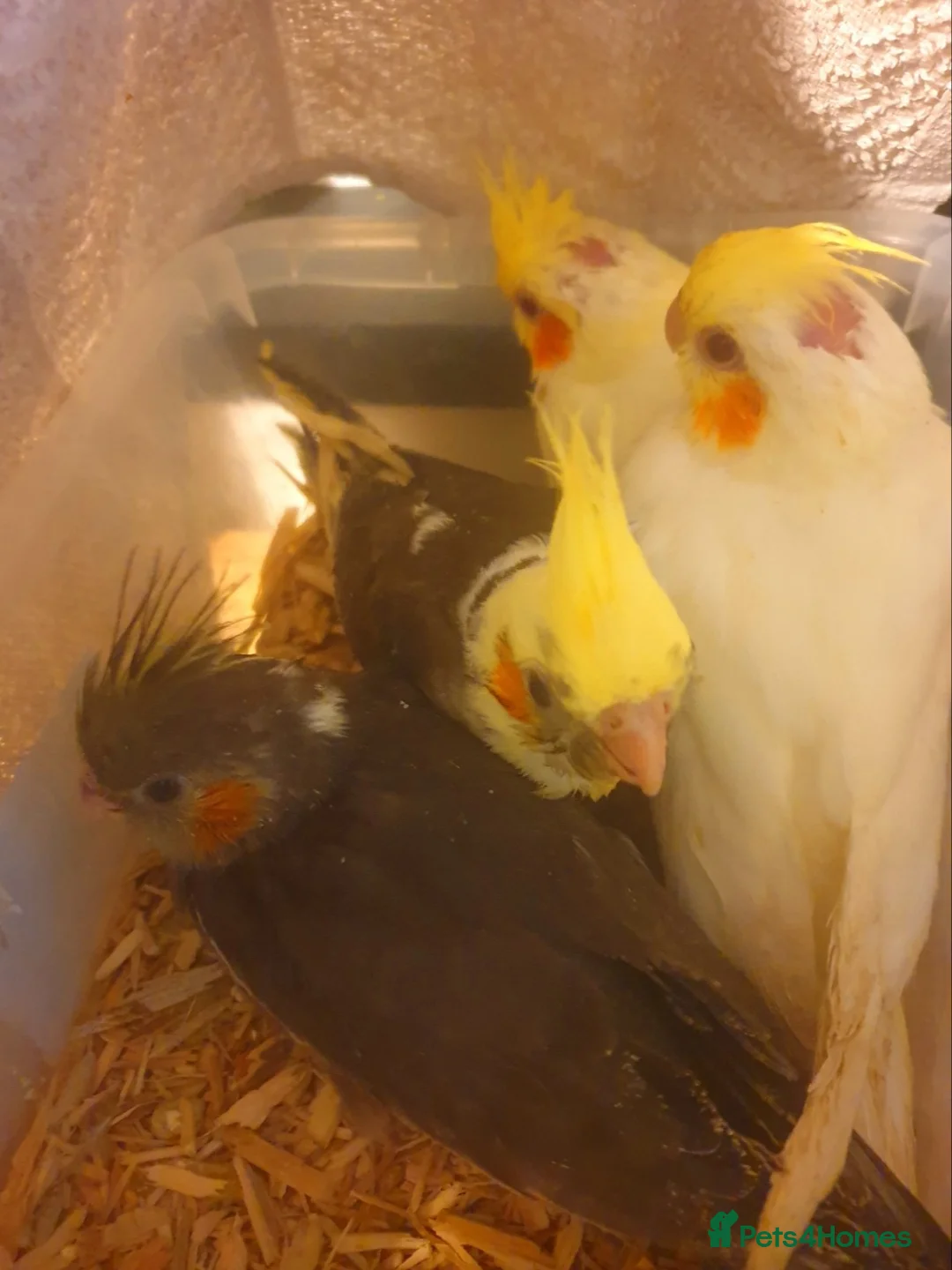 Cockatiels birds for sale:  hand reared baby cockatiels, new available Now* - Advert 2