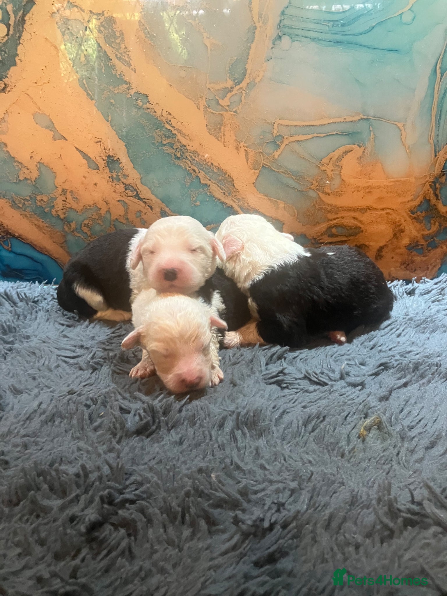 Old English Sheepdog dogs Kc Registered Old English Sheepdogs  - Advert 2