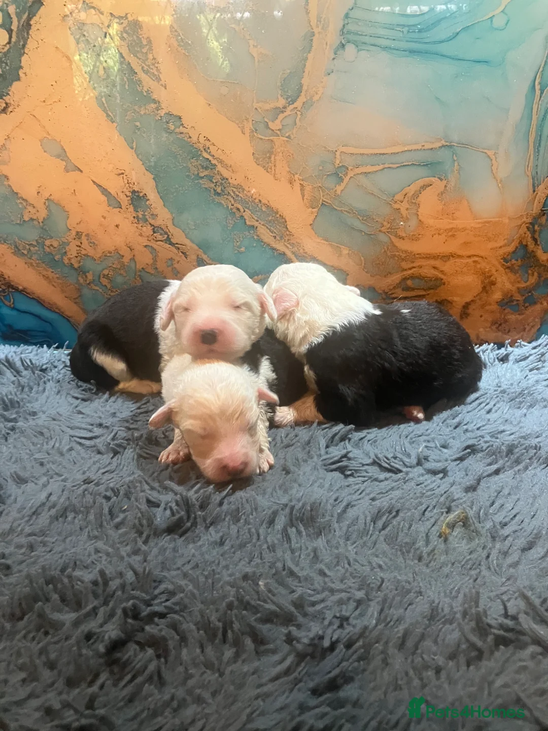 Old English Sheepdog dogs for sale: Kc Registered Old English Sheepdogs  - Advert 2