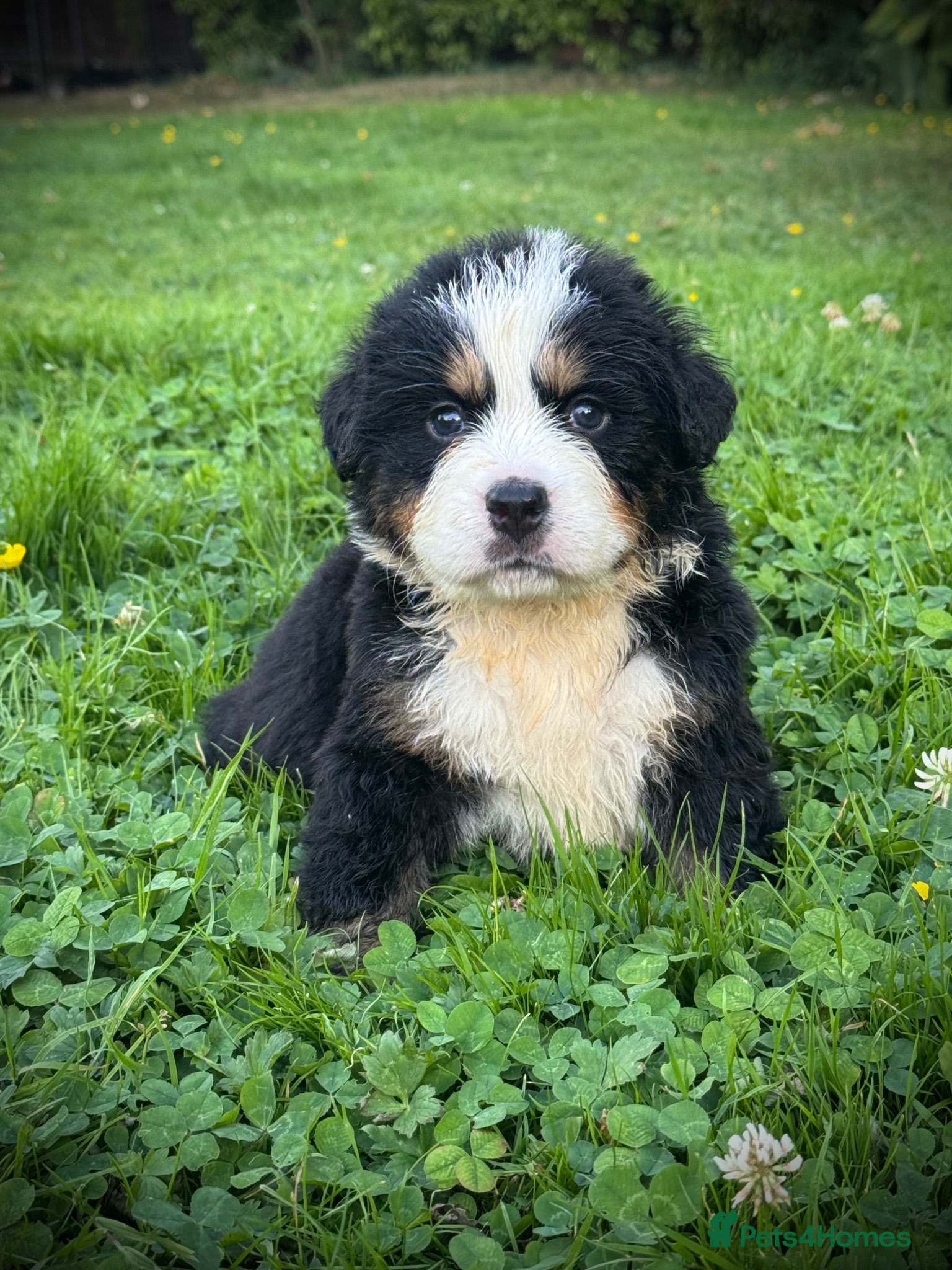 Bernese Mountain Dog dogs KC Registered Bernese Mountain Dog Puppies - Advert 7