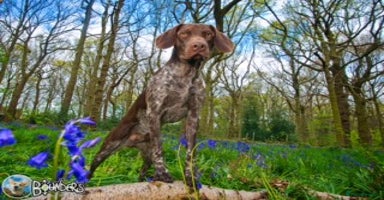 German Shorthaired Pointer dogs in Chesterfield - Advert 14