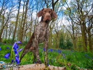 German Shorthaired Pointer dogs Jasper AKA Swallow of the north in Chesterfield - Advert 4