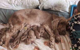 Cocker Spaniel dogs for sale: 🐾Pedigree Show cocker spaniel puppies🐾 - Image 27