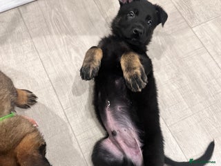 Mixed Breed dogs GSD × Dutch Herder – Top European Working Lines - Advert 16