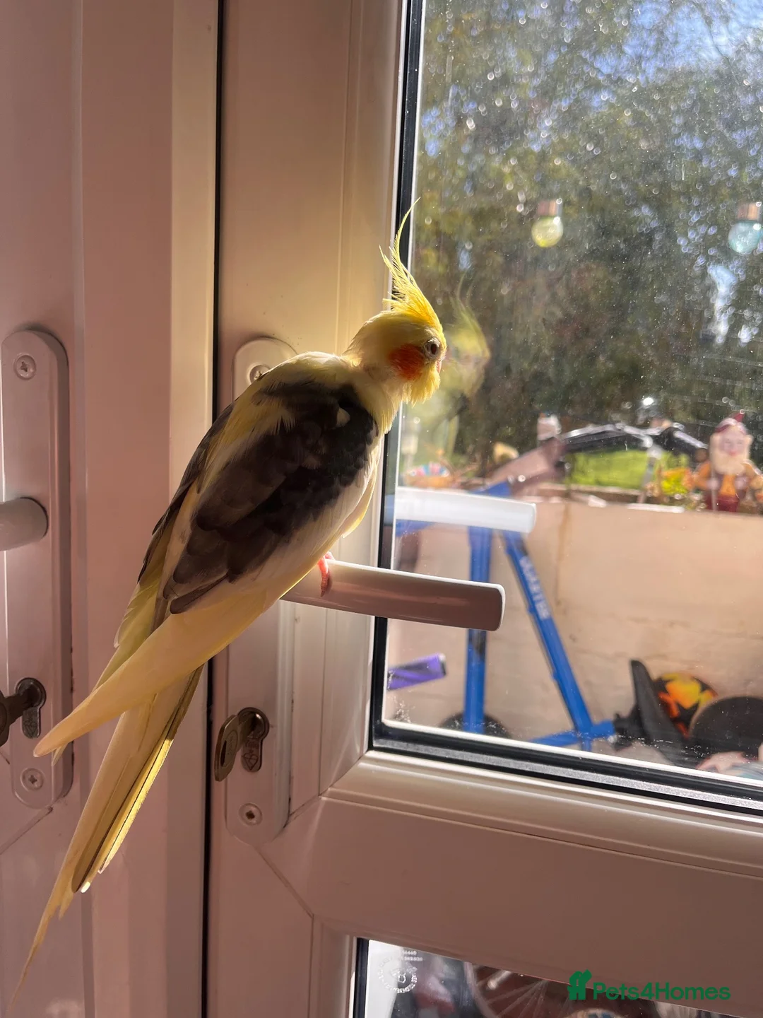 Cockatiels birds for sale: Cockateil parrot in London - Advert 4