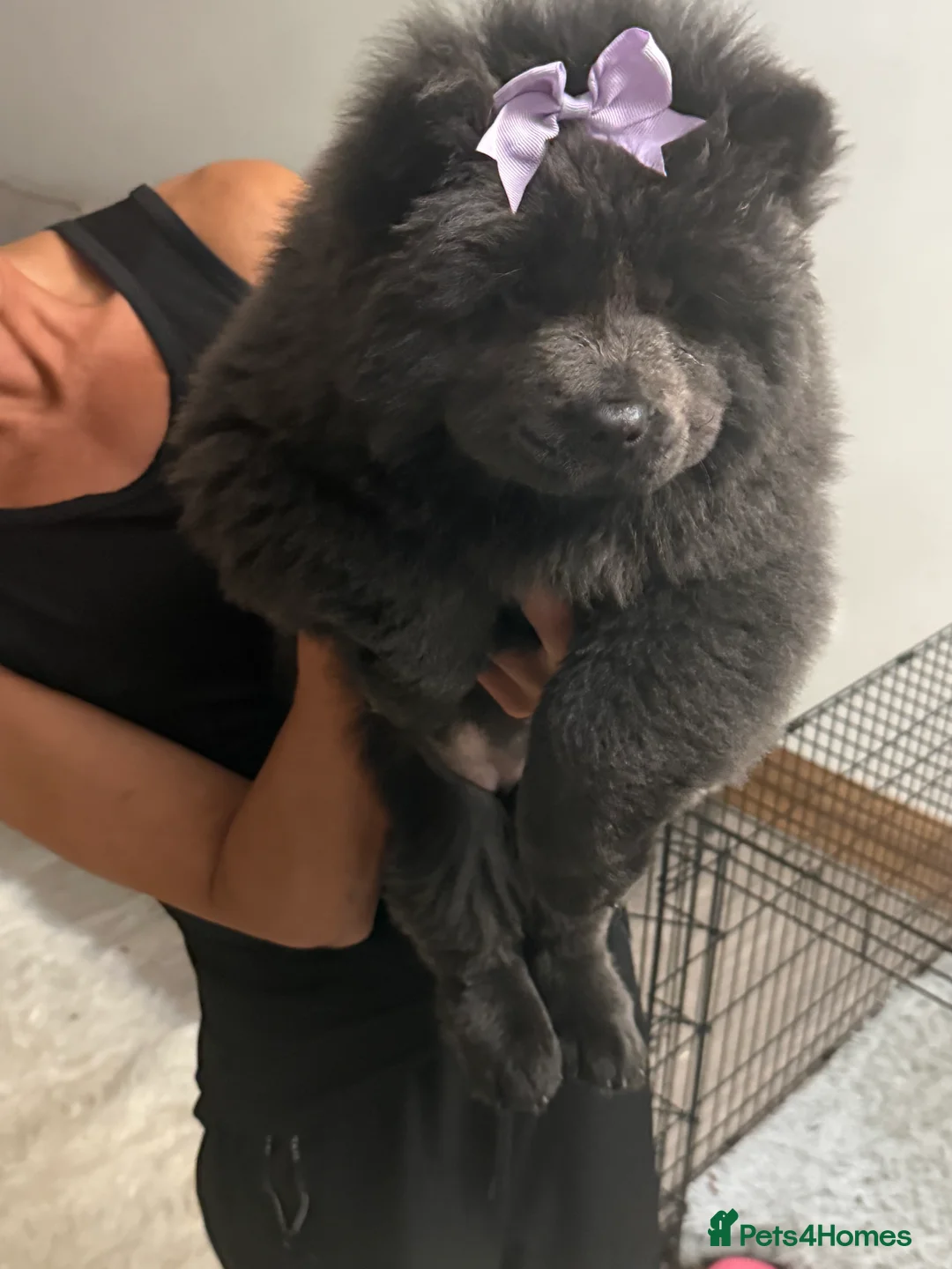 Chow Chow dogs for sale: Merle chow chow - Advert 2