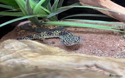 Leopard Gecko reptiles for sale: Leopard Gecko for sale - Image 2