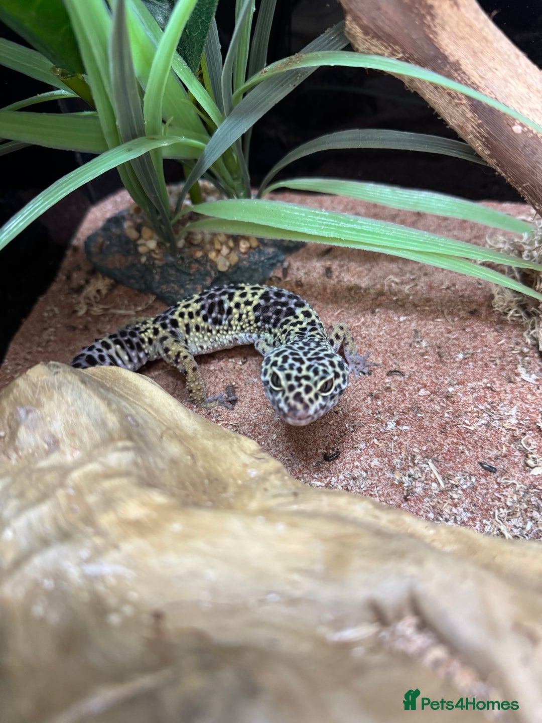 Leopard Gecko reptiles for sale: Leopard Gecko for sale - Image 2