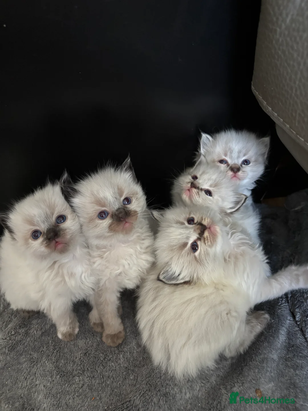 Ragdoll cats for sale: LAST GIRL.BOY Gorgeous Lynx ragdolls ready soon  - Advert 1