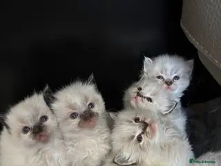 Ragdoll cats Gorgeous Lnyx ragdolls ready soon - Advert 3