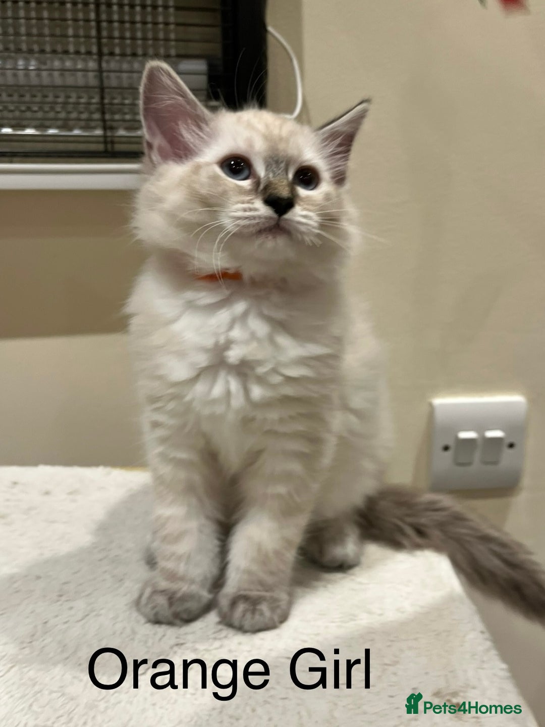 Ragdoll cats for sale: ❗️Charming Pure Ragdoll Kittens waiting love ❤️❗️ - Advert 35