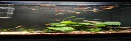 Rainbow Fish fish for sale: Guppies - Advert 3