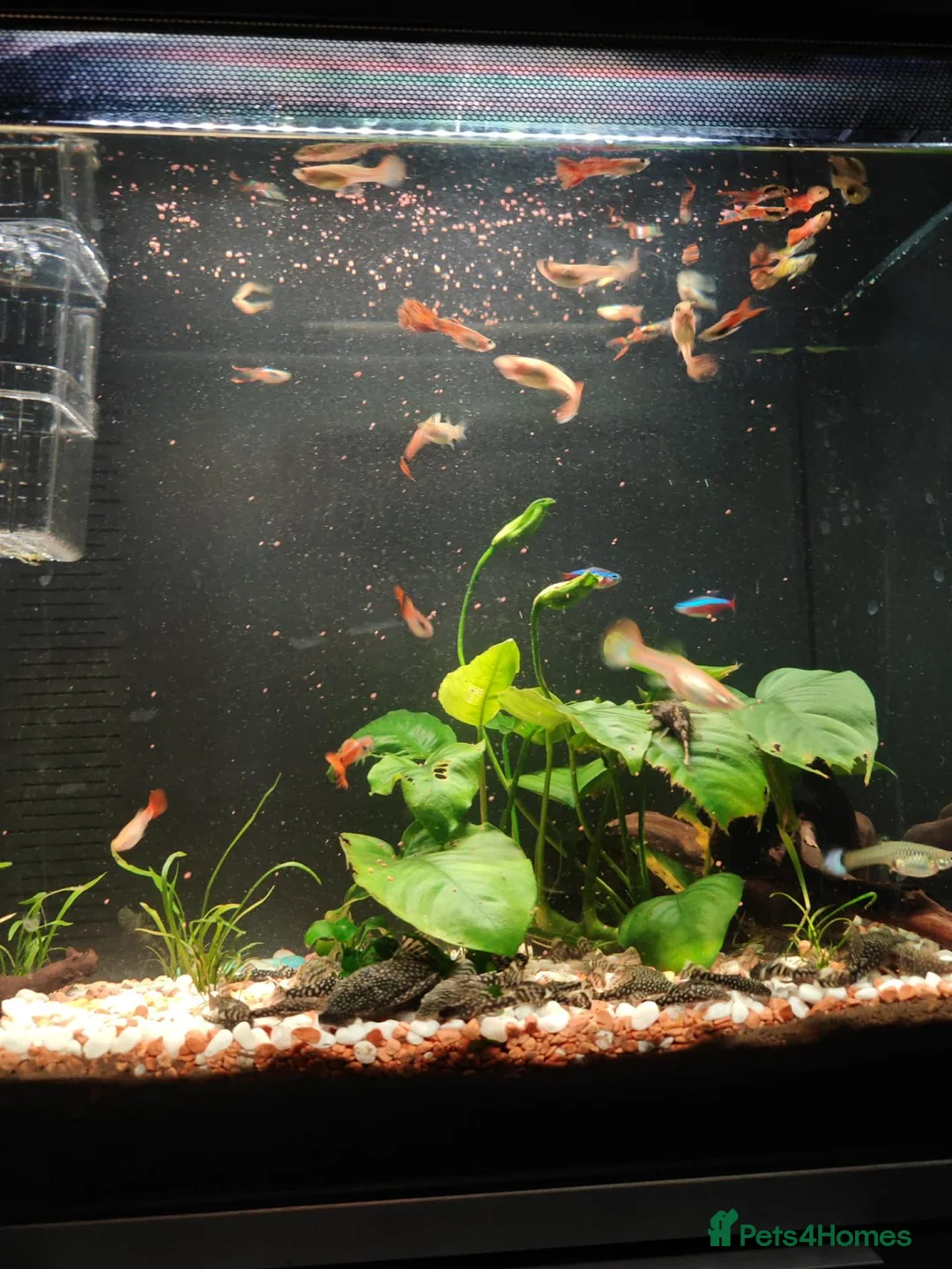 Rainbow Fish fish for sale: Guppies - Advert 3