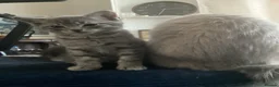 Mixed Breed cats for sale: Ragdoll x British shorthair  - Advert 2