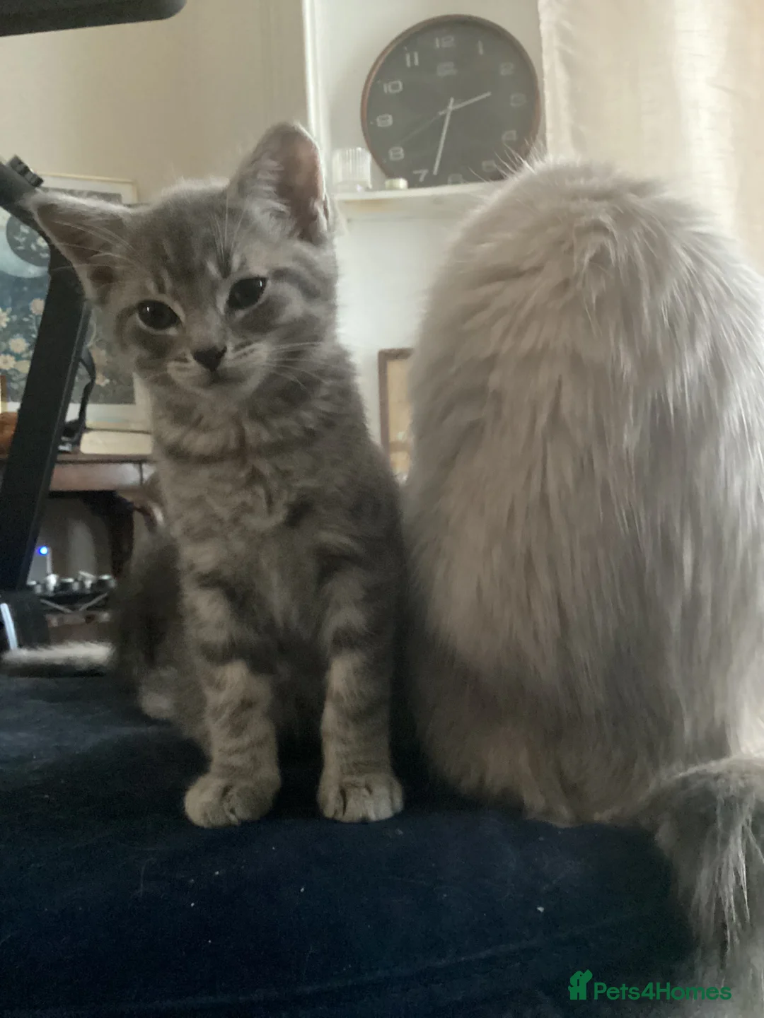 Mixed Breed cats for sale: Ragdoll x British shorthair  - Advert 2