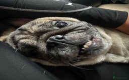 Pug dogs for sale: Free Couch potato  - Advert 3