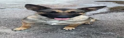Belgian Shepherd Dog dogs for sale: Belgian Malinois x Dutch Puppies in Rotherham - Advert 1