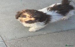 Cockapoo dogs for sale: 1 male cockapoo puppy  - Image 9